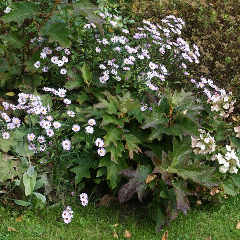 Hydrangea quercifolia Burgundy - Ortensia a foglie di quercia (Porto)