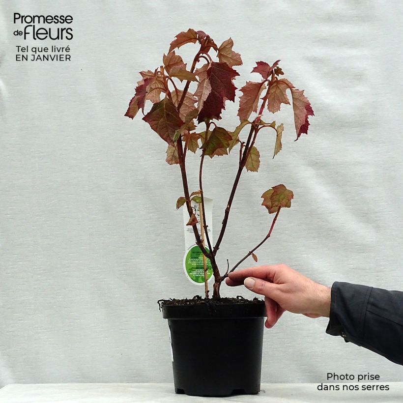 Hydrangea quercifolia Harmony - Ortensia a foglie di quercia Vaso da 2L/3L esemplare consegnato in inverno