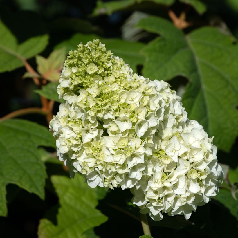 Hydrangea quercifolia Harmony - Ortensia a foglie di quercia (Fioritura)