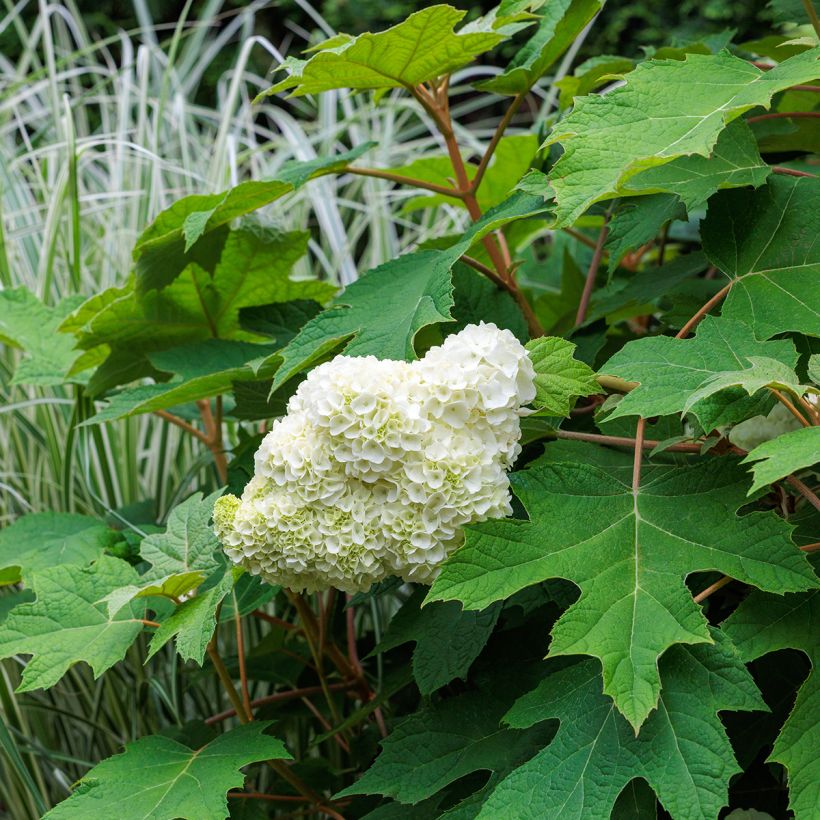 Hydrangea quercifolia Harmony - Ortensia a foglie di quercia (Porto)