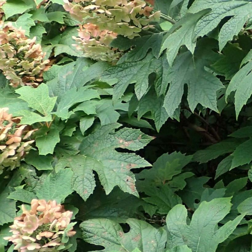 Hydrangea quercifolia Jetstream - Ortensia a foglie di quercia (Fogliame)