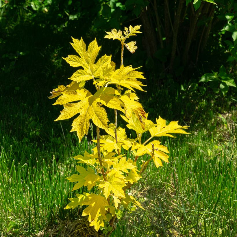 Hydrangea quercifolia Little Honey - Ortensia a foglie di quercia (Porto)