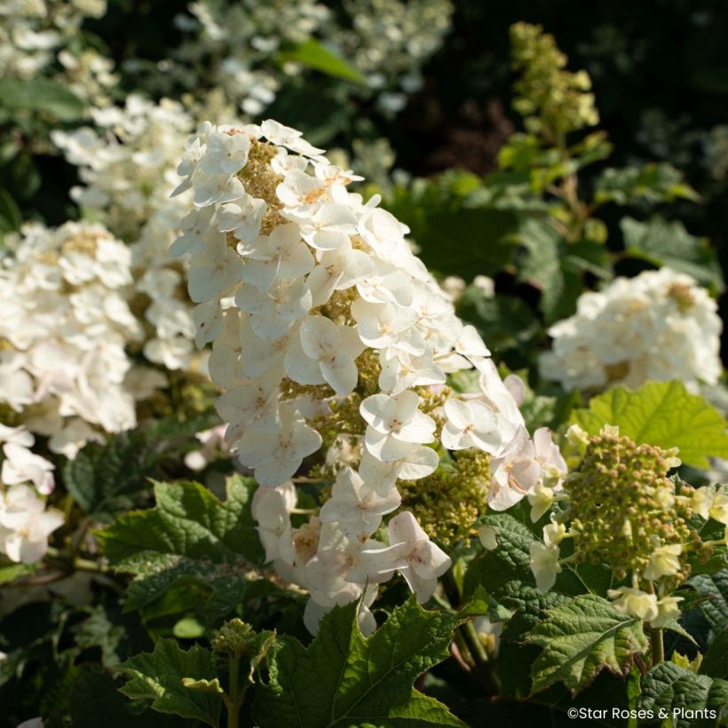 Hydrangea quercifolia Little Yeti - Ortensia a foglie di quercia (Fioritura)