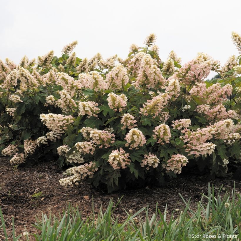 Hydrangea quercifolia Little Yeti - Ortensia a foglie di quercia (Porto)