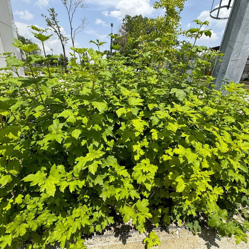 Hydrangea quercifolia Ruby Slippers - Ortensia a foglie di quercia (Porto)