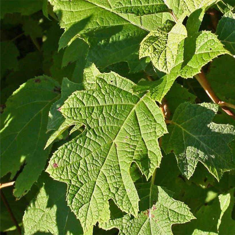 Hydrangea quercifolia Sike's Dwarf - Ortensia a foglie di quercia (Fogliame)