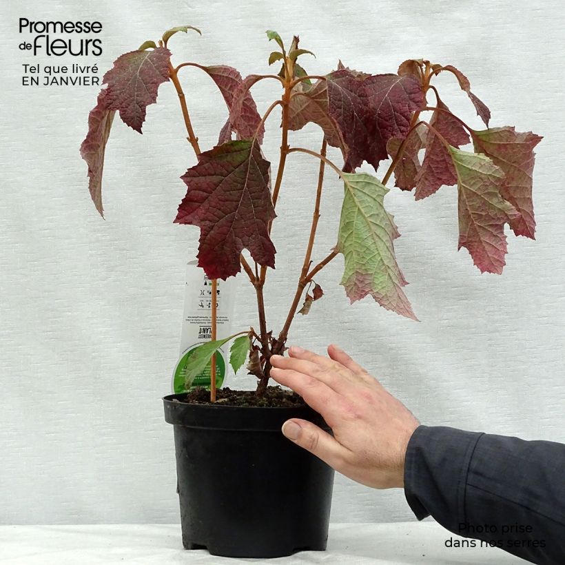 Hydrangea quercifolia Snowflake - Ortensia a foglie di quercia Vaso da 3L/4L esemplare consegnato in inverno