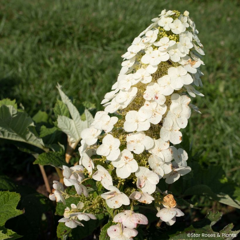 Hydrangea quercifolia Yeti - Ortensia a foglie di quercia (Fioritura)