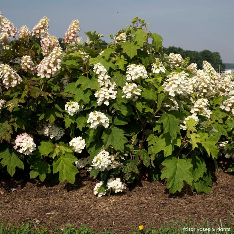 Hydrangea quercifolia Yeti - Ortensia a foglie di quercia (Porto)