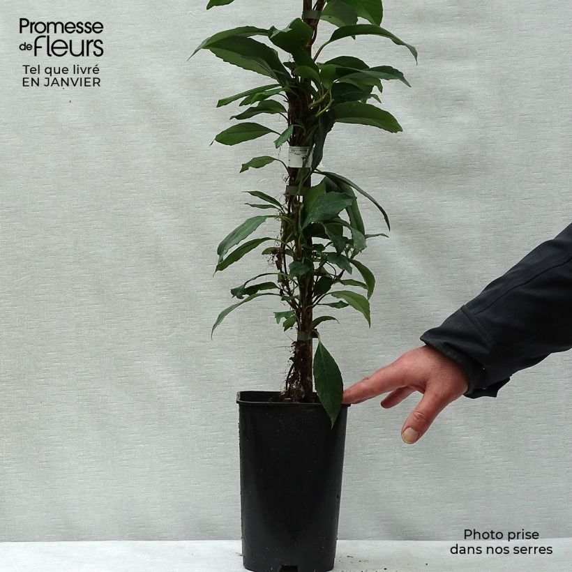 Hydrangea seemanii - Ortensia rampicante Vaso da 6L/7L esemplare consegnato in inverno