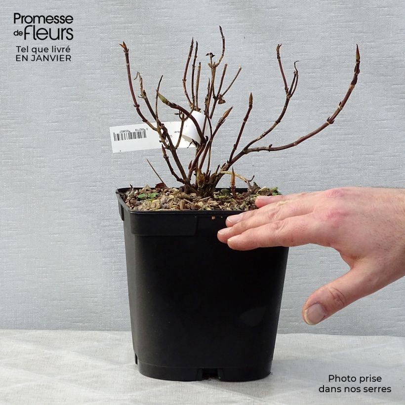 Hydrangea serrata Tiara - Ortensia Vaso da 2L/3L esemplare consegnato in inverno