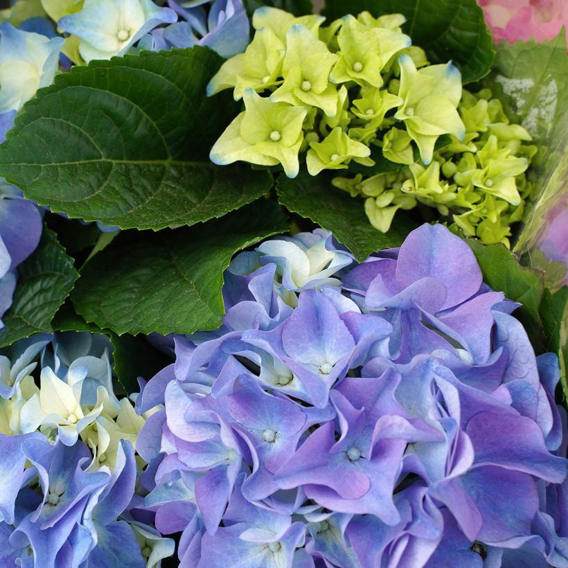 Hydrangea macrophylla Early Blue - Ortensia (Fioritura)