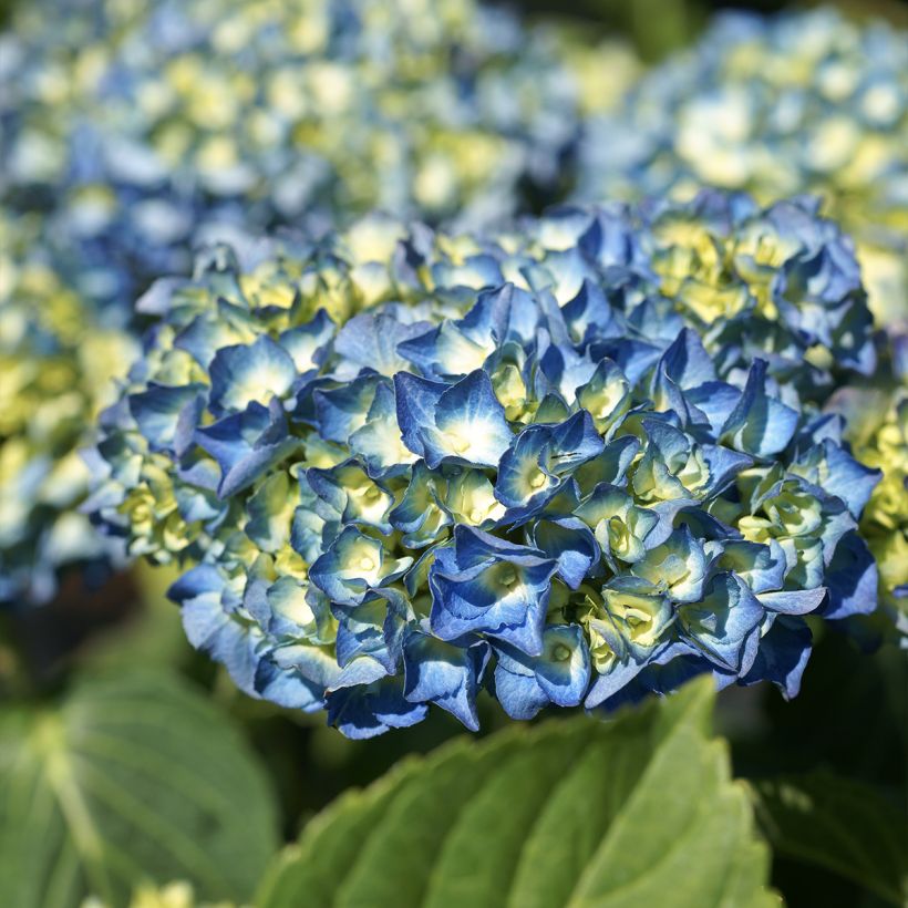 Hydrangea macrophylla Renate Steiniger - Ortensia (Fioritura)