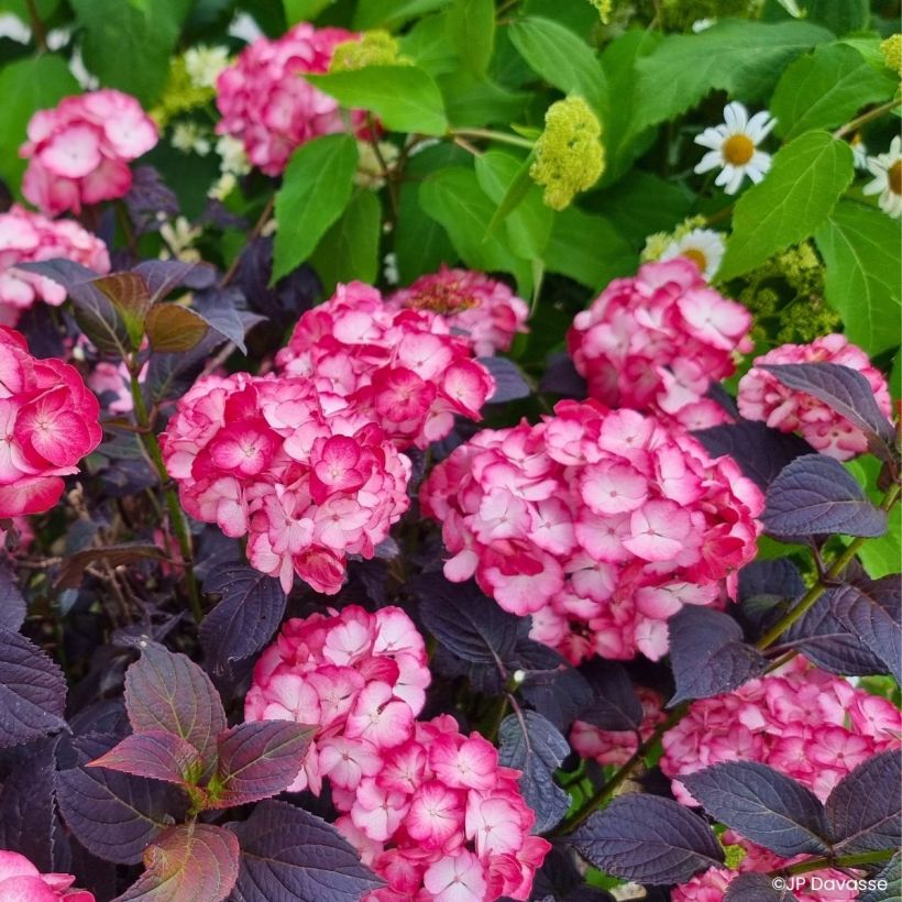Ortensia macrophylla x serrata Black Velvet Darbi (Porto)