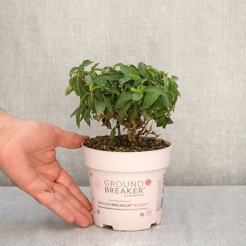 Esemplare di Hydrangea paniculata Groundbreaker - Ortensia paniculata Vaso da 1L/1,5L come consegnato in autunno