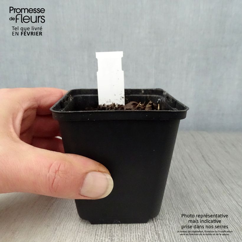 Hylomecon japonica Vasetto da 8/9 cm esemplare consegnato in inverno