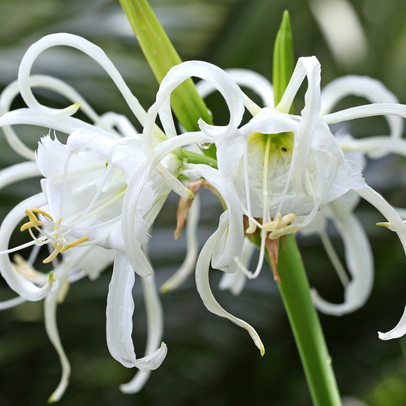Hymenocallis festalis Zwanenburg (Fioritura)