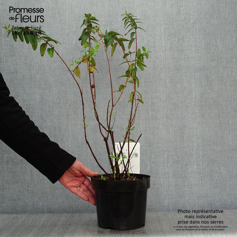 Hypericum Hidcote - Iperico Vaso da 2L/3L esemplare consegnato in inverno