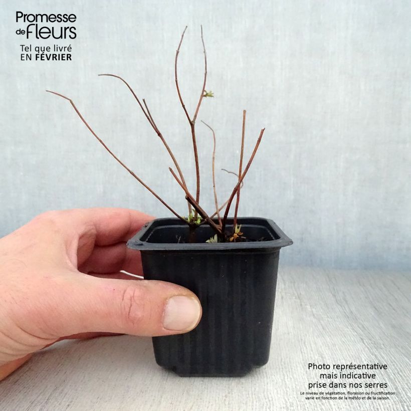 Hypericum Hidcote - Iperico Vasetto da 8/9 cm esemplare consegnato in inverno