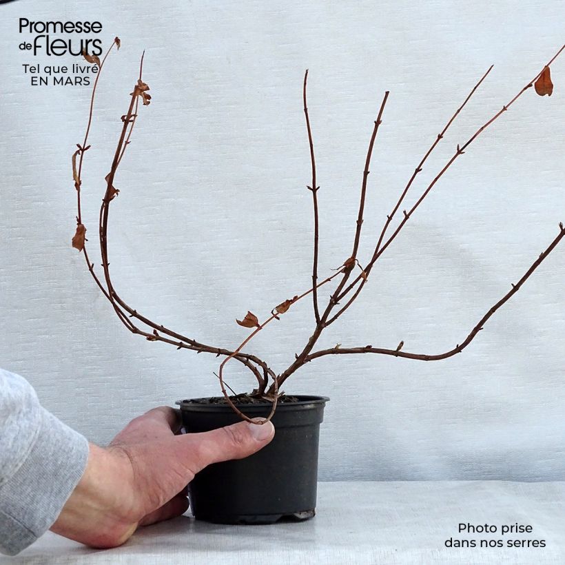 Hypericum Hidcote - Iperico Vasetto da 8/9 cm esemplare consegnato in primavera