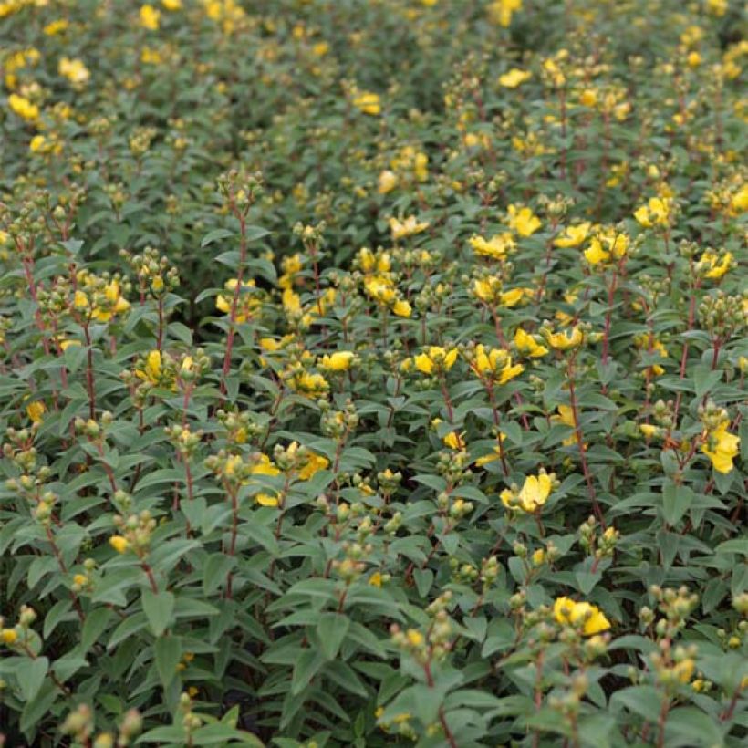 Hypericum Hidcote - Iperico (Fogliame)