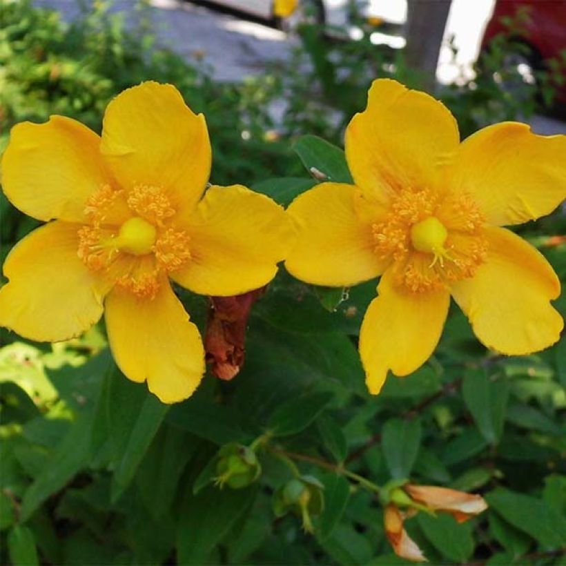 Hypericum Hidcote - Iperico (Fioritura)