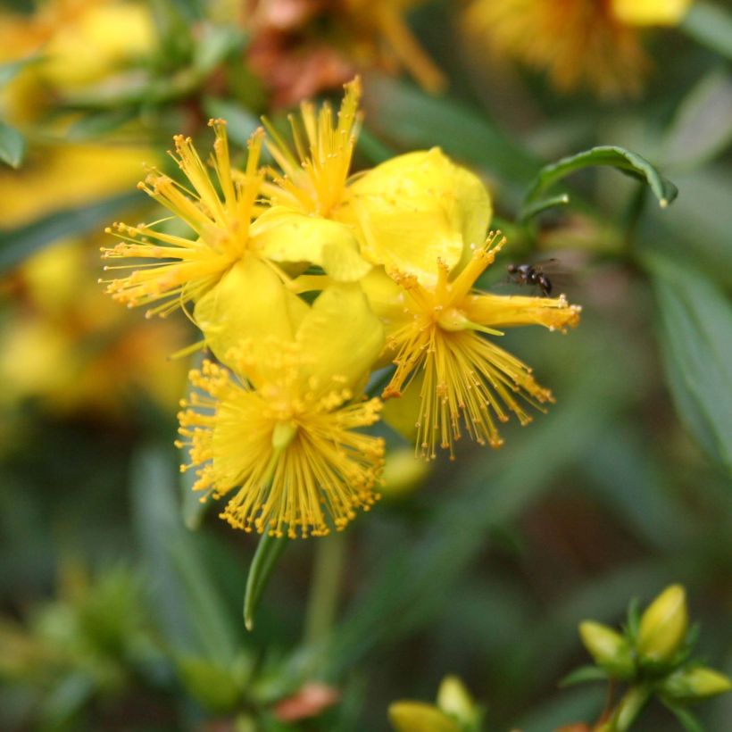 Hypericum densiflorum Buttercup - Iperico (Fioritura)