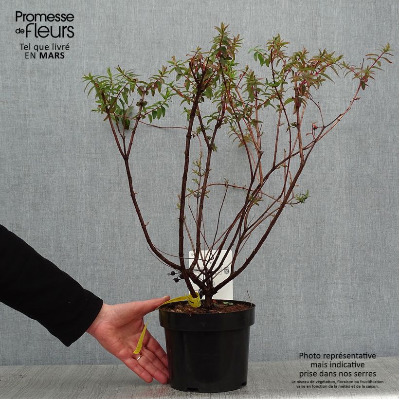 Hypericum dummeri Peter Dummer - Iperico Vaso da 3L/4L esemplare consegnato in inverno