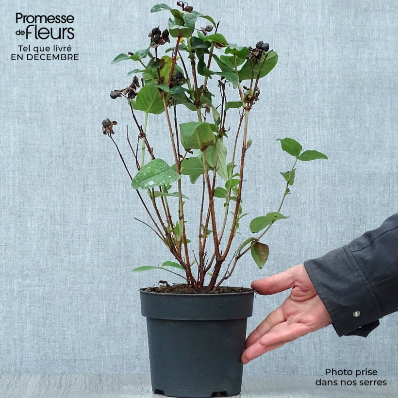 Hypericum inodorum Magical Red Flame - Iperico Vaso da 2L/3L esemplare consegnato in inverno