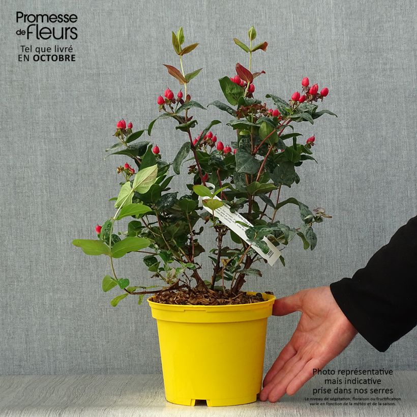 Esemplare di Hypericum inodorum Magical Red Flame - Iperico Vaso da 2L/3L come consegnato in autunno
