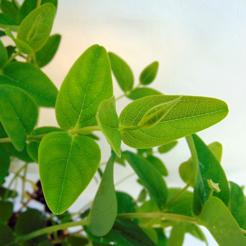Hypericum inodorum Magical Sunshine - Iperico (Fogliame)