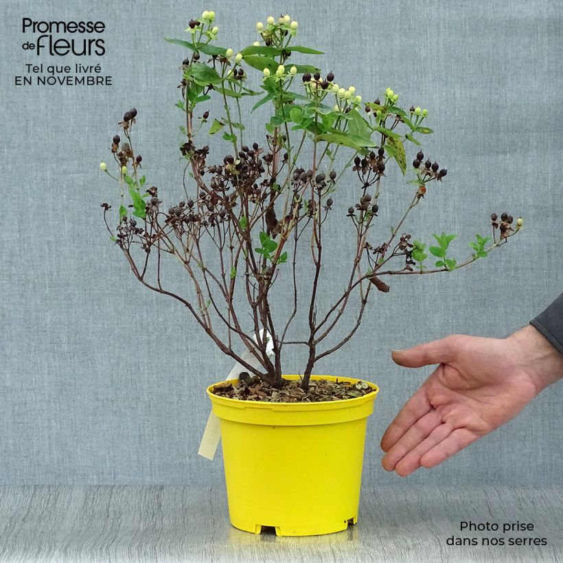 Esemplare di Hypericum inodorum Magical Sunshine - Iperico Vaso da 2L/3L come consegnato in autunno