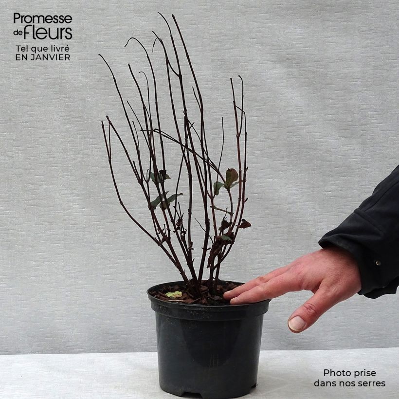 Hypericum inodorum Magical Universe - Iperico Vaso da 4L/5L esemplare consegnato in inverno