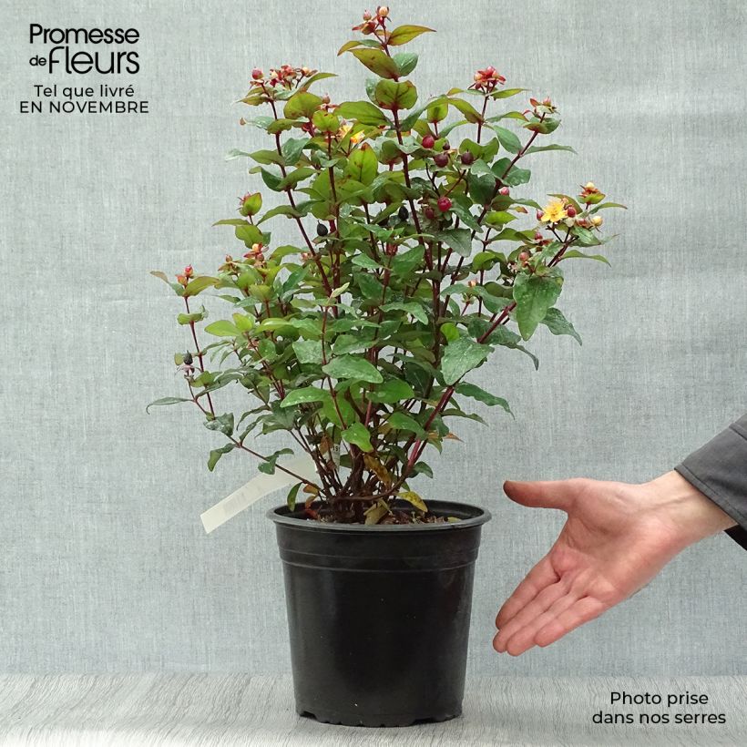 Esemplare di Hypericum inodorum Magical Universe - Iperico Vaso da 4L/5L come consegnato in autunno