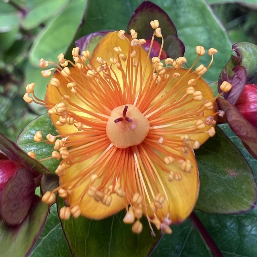 Hypericum inodorum Magical Universe - Iperico (Fioritura)