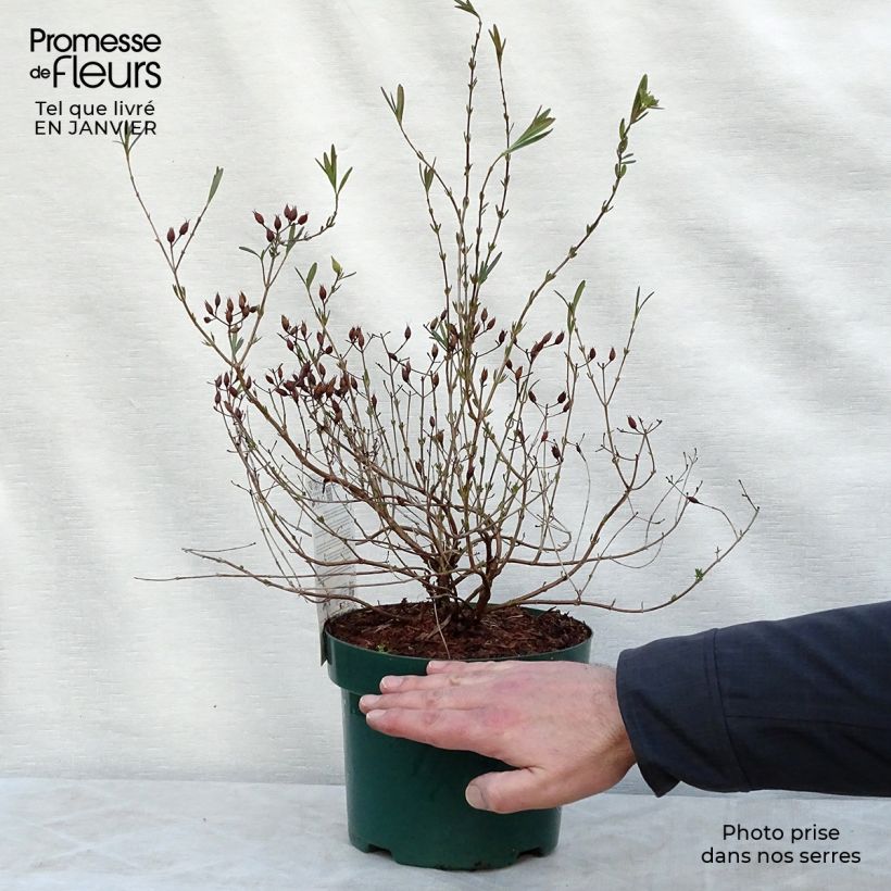 Hypericum kalmianum Blue Velvet - Iperico Vaso da 2L/3L esemplare consegnato in inverno