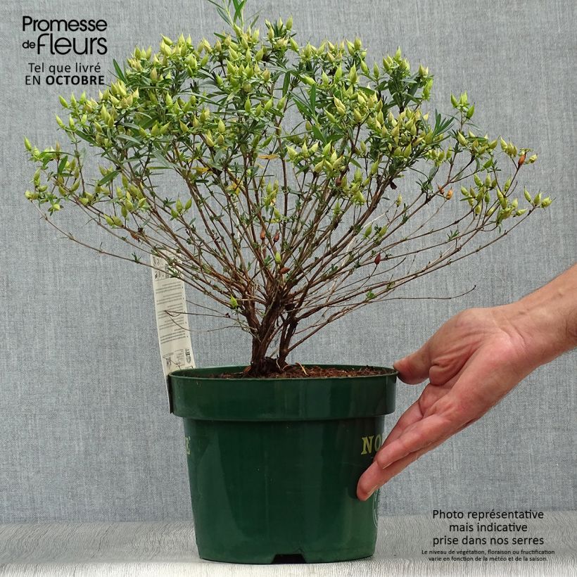 Esemplare di Hypericum kalmianum Blue Velvet - Iperico Vaso da 2L/3L come consegnato in autunno