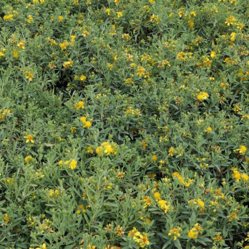 Hypericum kalmianum Blue Velvet - Iperico (Fogliame)