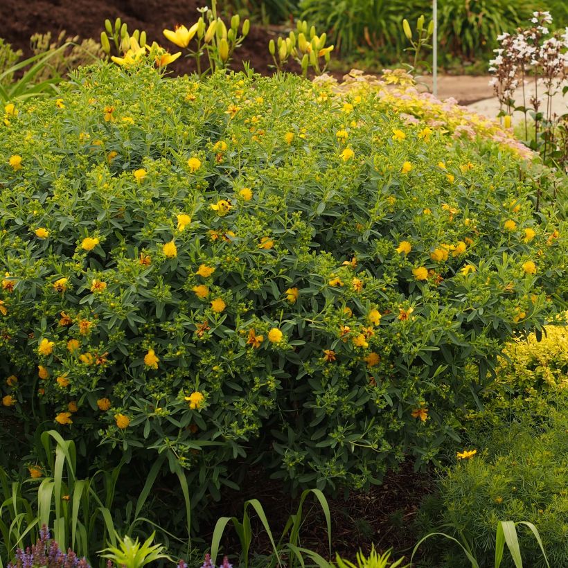 Hypericum kalmianum Blue Velvet - Iperico (Porto)