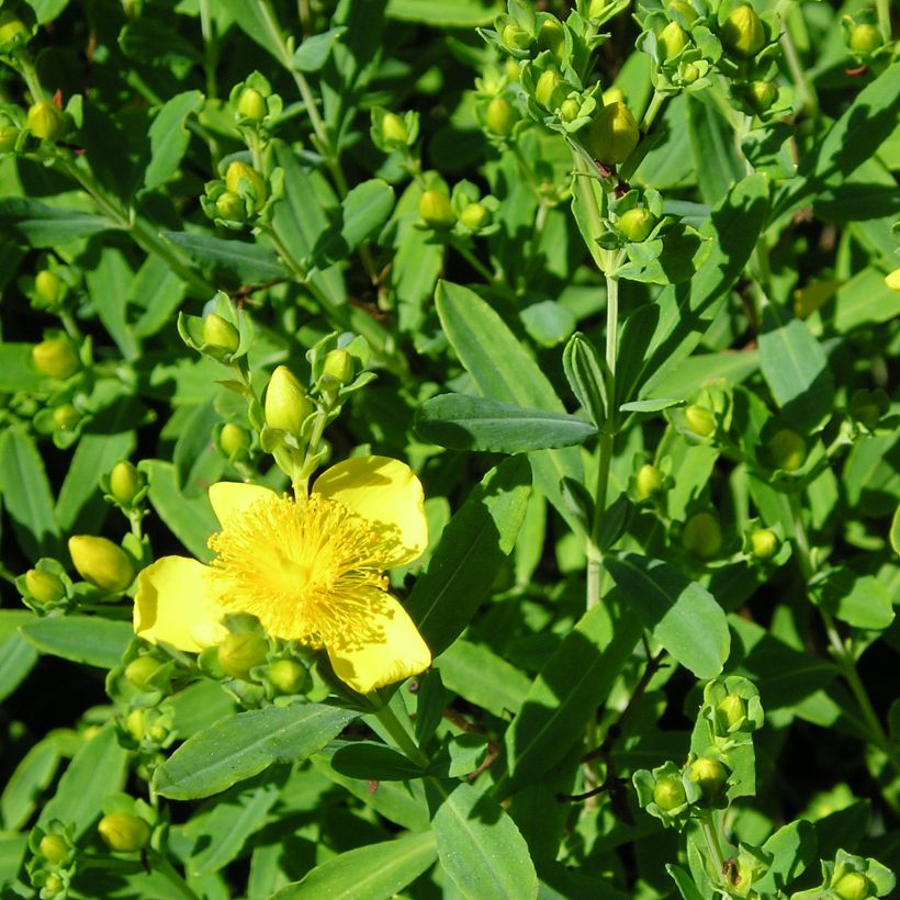 Hypericum kalmianum Gemo - Iperico (Fogliame)