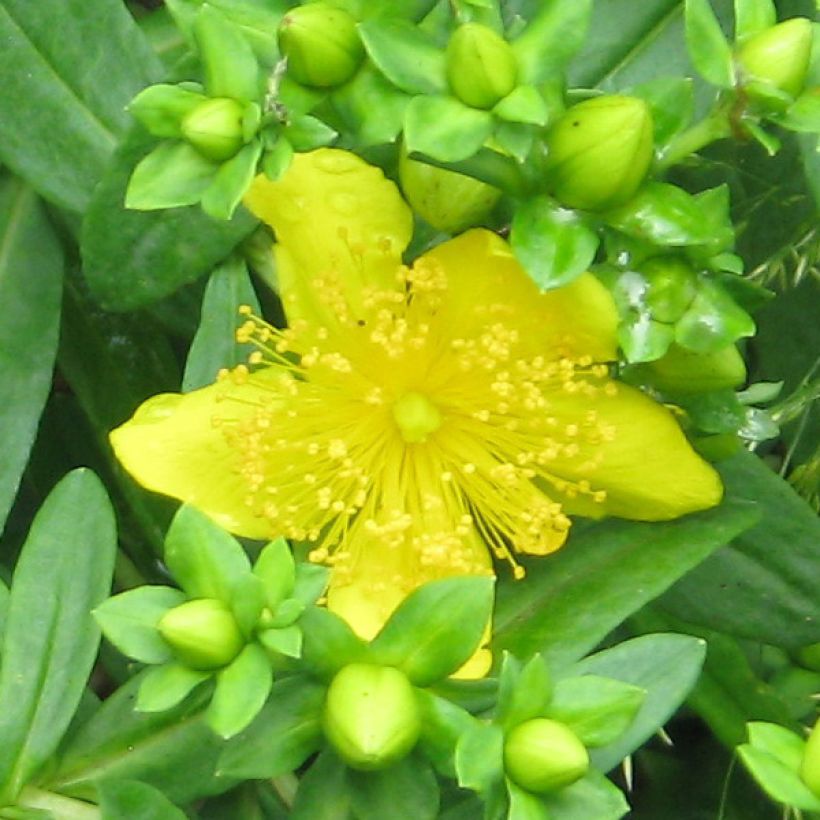 Hypericum kalmianum Gemo - Iperico (Fioritura)