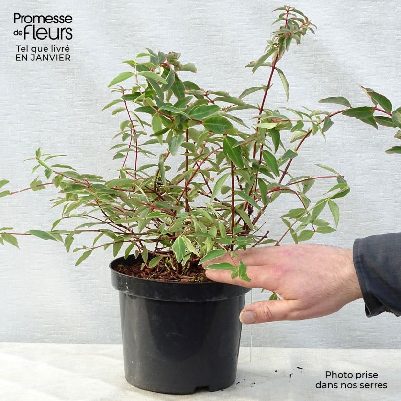 Hypericum moserianum Tricolor - Iperico Vaso da 3L/4L esemplare consegnato in inverno