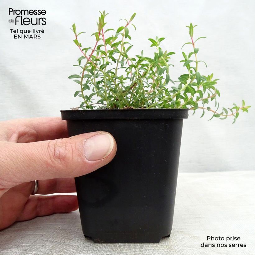 Hypericum olympicum Citrinum - Iperico Vasetto da 8/9 cm esemplare consegnato in inverno