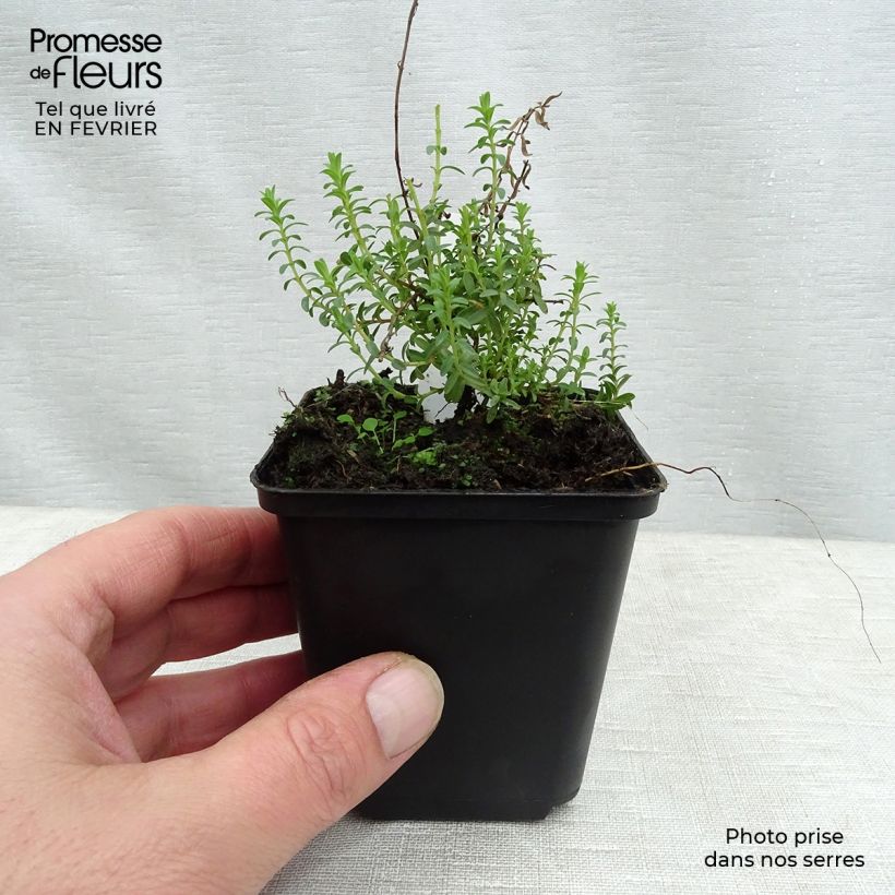 Hypericum olympicum - Iperico Vasetto da 8/9 cm esemplare consegnato in inverno