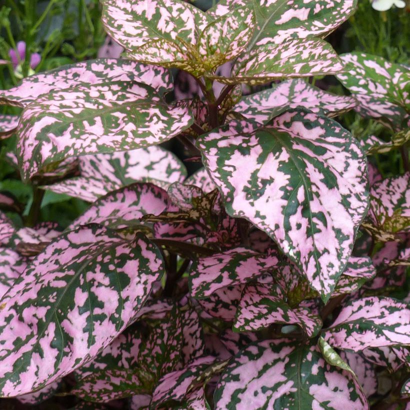 Hypoestes phyllostachya Hippo Pink (Fogliame)