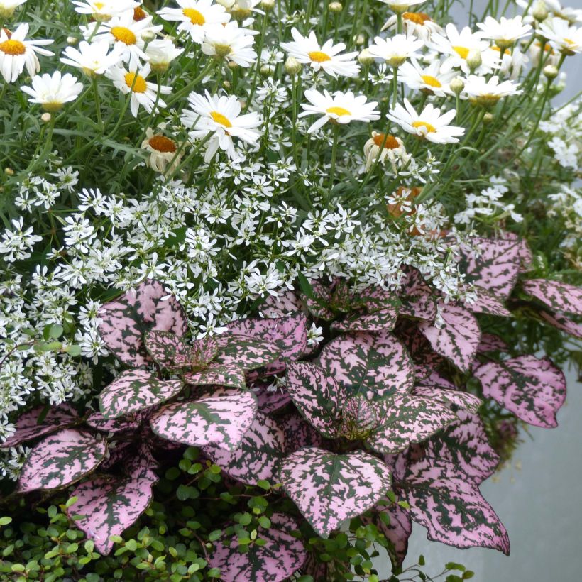 Hypoestes phyllostachya Hippo Pink (Porto)
