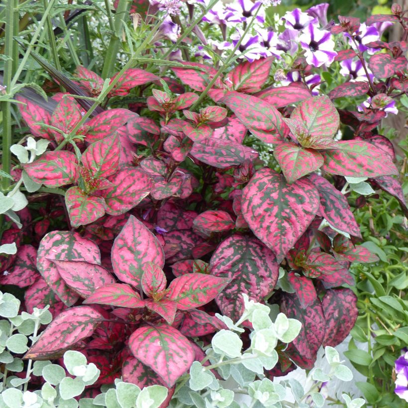 Hypoestes phyllostachya Hippo Red (Porto)