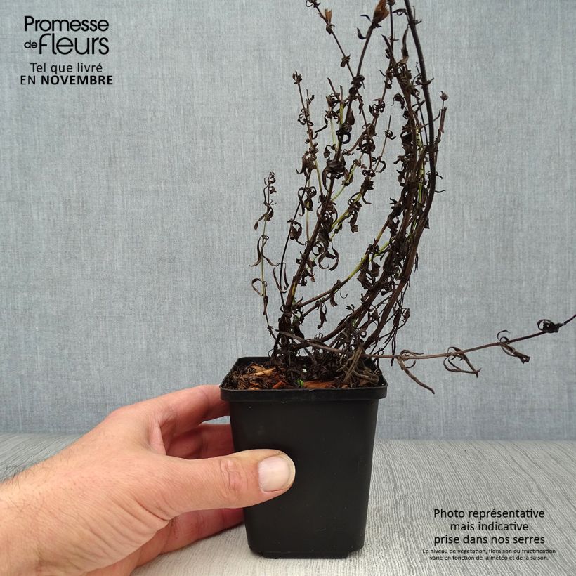 Esemplare di Hyssopus officinalis - Issopo Vasetto da 8/9 cm come consegnato in autunno