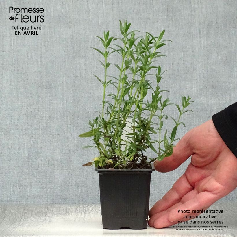 Hyssopus officinalis - Issopo Vasetto da 8/9 cm esemplare consegnato in primavera