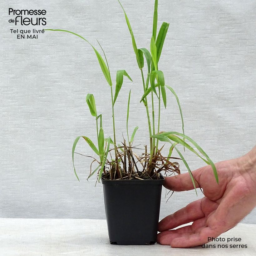 Hystrix patula Vasetto da 8/9 cm esemplare consegnato in primavera